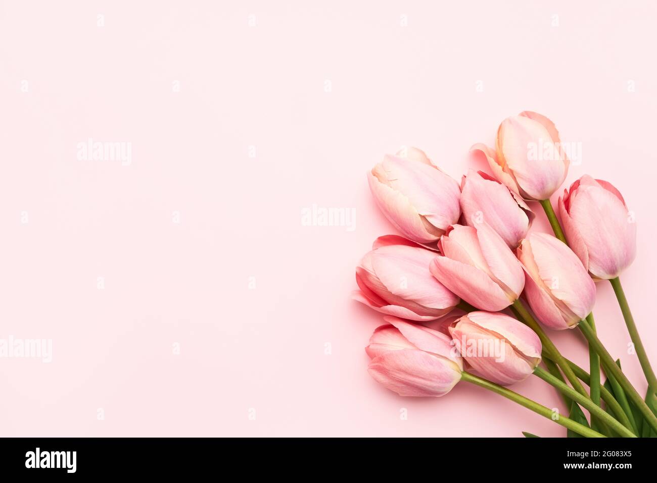 Rosa Tulpenblüten auf einem rosa Hintergrund, selektiver Fokus. Muttertag, Geburtstagsfeier Konzept. Flach liegend, Platz für Text kopieren Stockfoto
