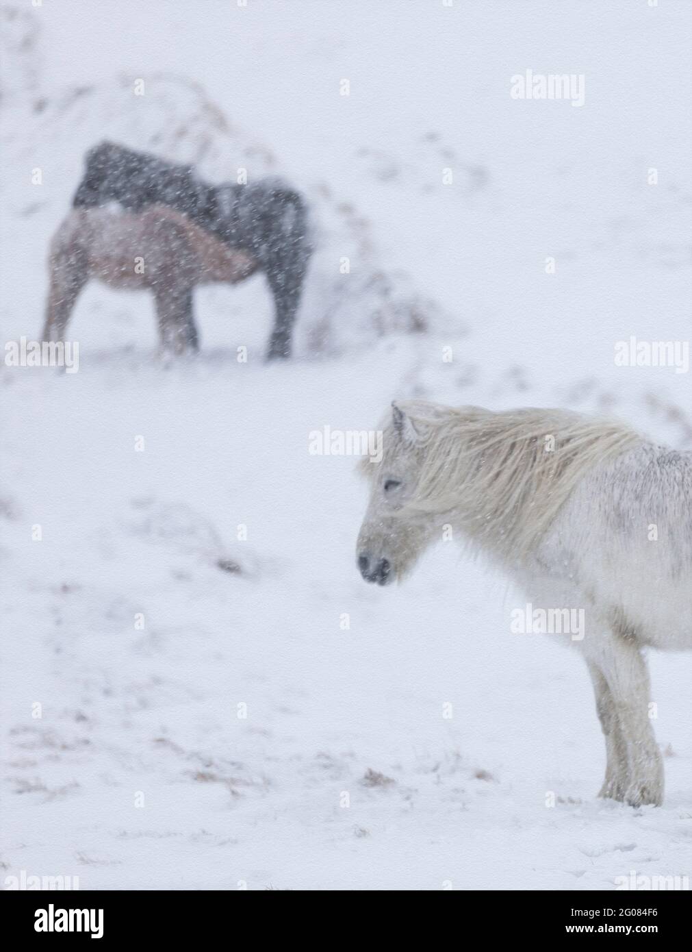 Seitenansicht des weißen Pferdes in der Winterlandschaft Stockfoto