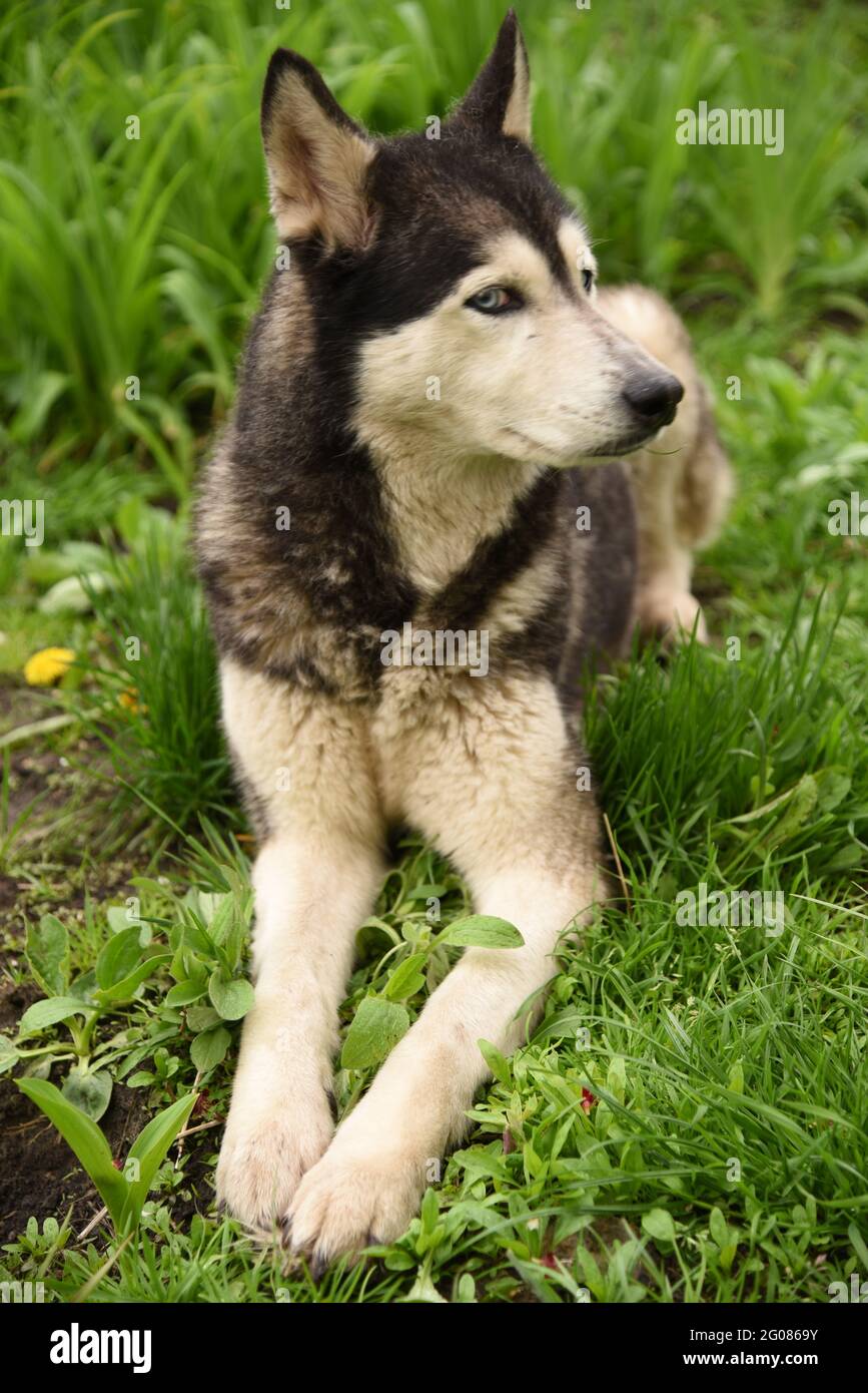 Der blauäugige Siberian Husky-Hund sitzt im grünen Gras Stockfoto