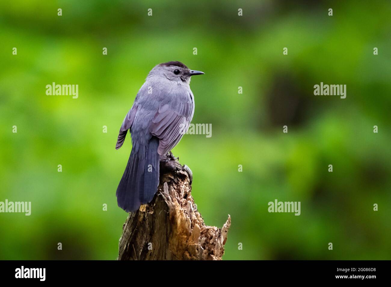 Neugieriger Welsel sitzt auf dem Baum mit grünem Hintergrund im Wald Stockfoto