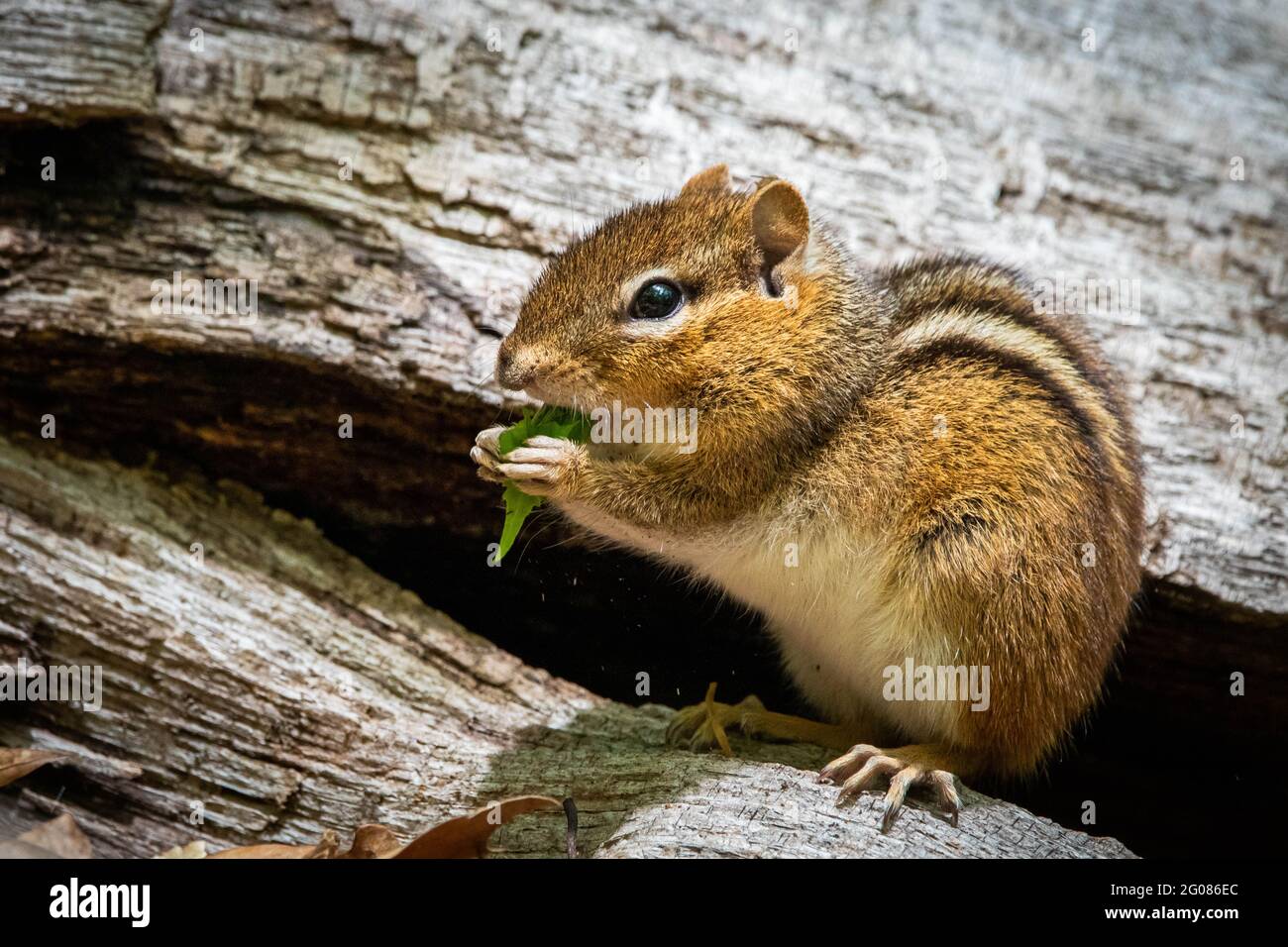Niedliche und neugierige Chipmunk essen Blätter aus nächster Nähe in den Baum Stockfoto
