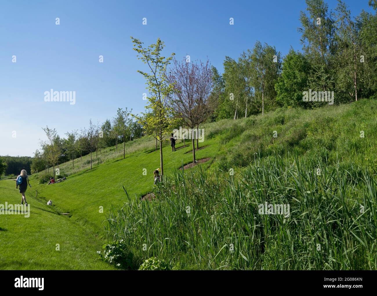 Blick auf den London Blossom Garden, im Queen Elizabeth Olympic Park, ein lebendiges Denkmal zur Erinnerung an die gemeinsame Erfahrung der Stadt mit dem Coronavi Stockfoto