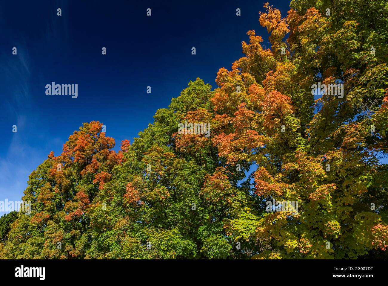 Herbstahornbäume auf dem Gelände der Ninemile Ranger Station, Lolo National Forest, Montana, USA Stockfoto
