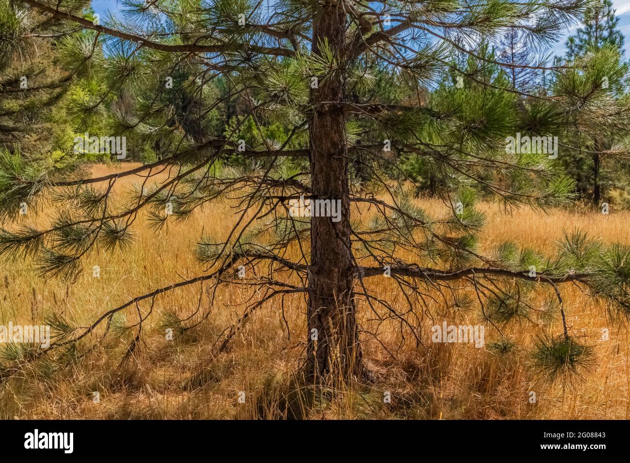 Ponderosa Pine growing at the location of Ninemile CCC Camp where so many Young men worked on Conservation projects, Ninemile Ranger Station, Lolo Nat Stockfoto