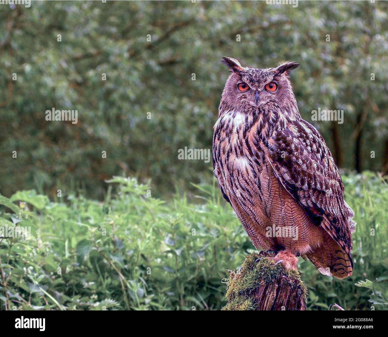 Große gehörnte Eule Stockfoto