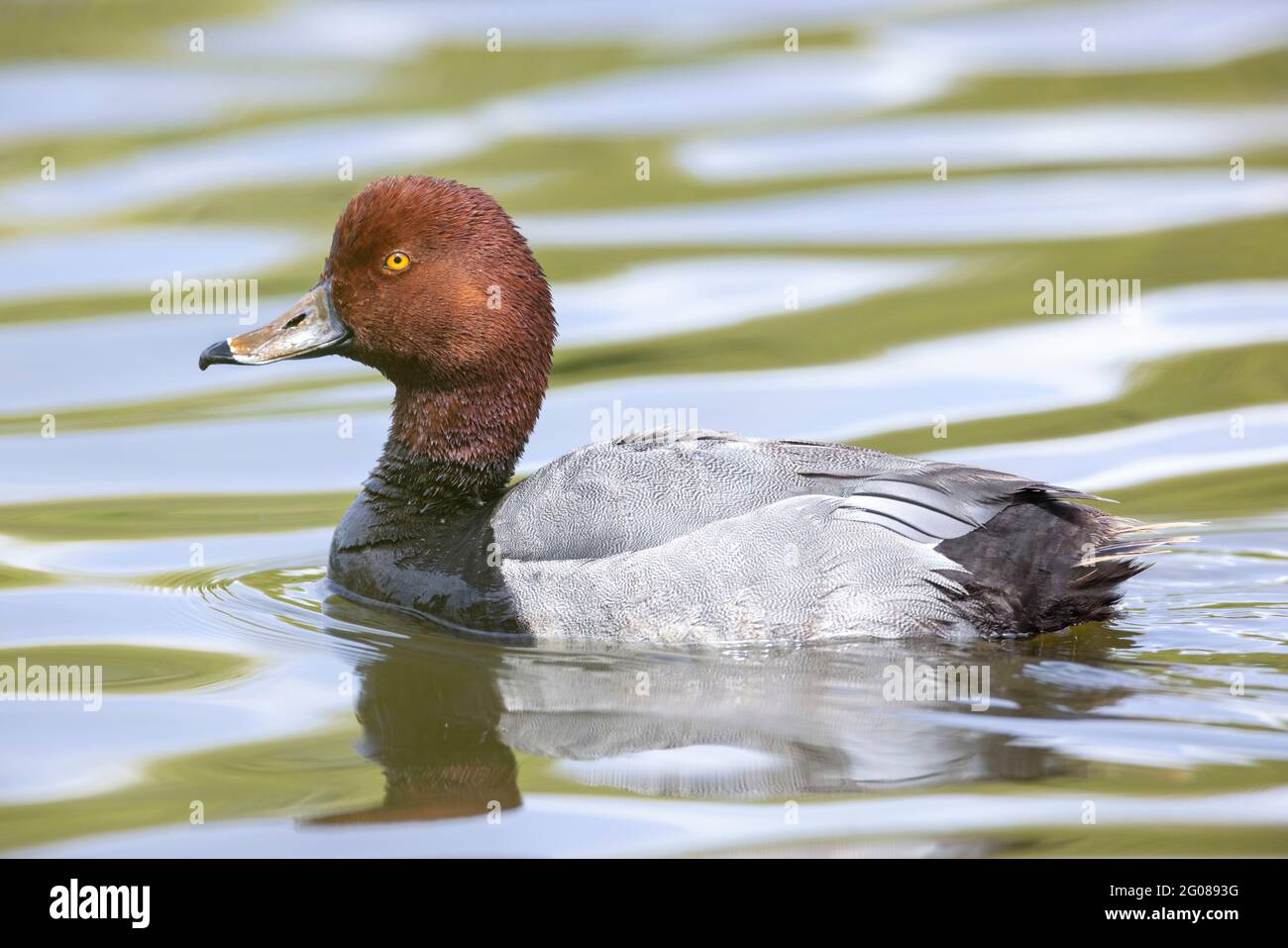Rotschopf-Ente auf dem See in Vancouver, BC, Kanada Stockfoto