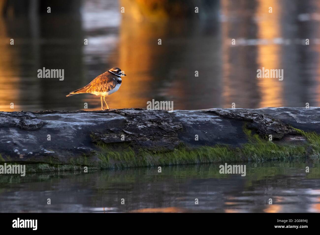 killdeer Shorebird auf schwimmenden Baumstamm in Vancouver, BC, Kanada Stockfoto