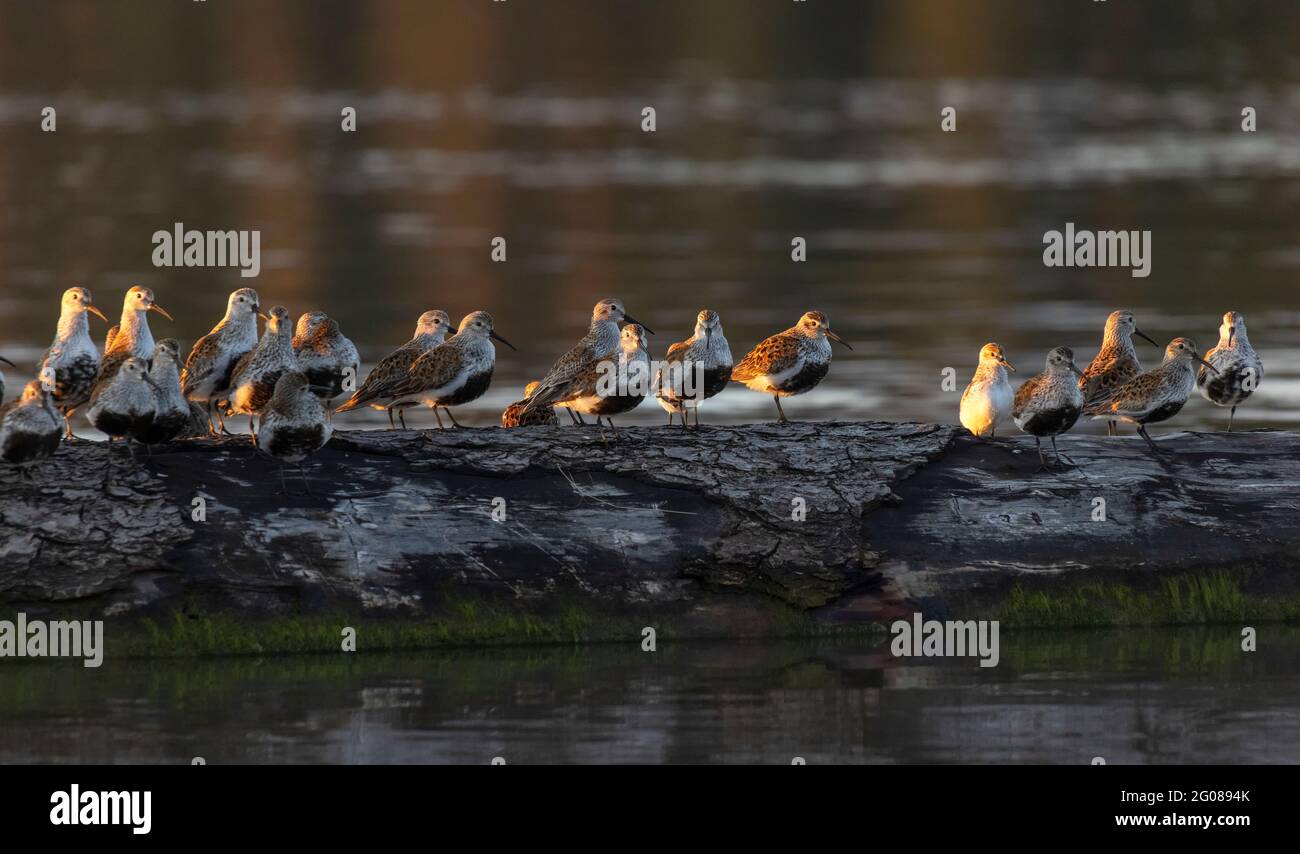 dunlin-Seegarnvögel im Brutgefieder bei Vancouver BC Canada Stockfoto