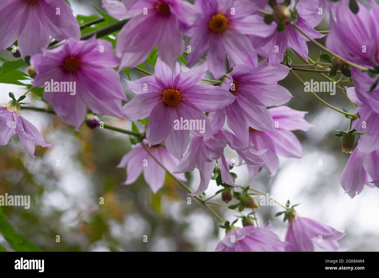 Blass-violette Blumen im Botanischen Garten von Mt Tamborine Stockfoto