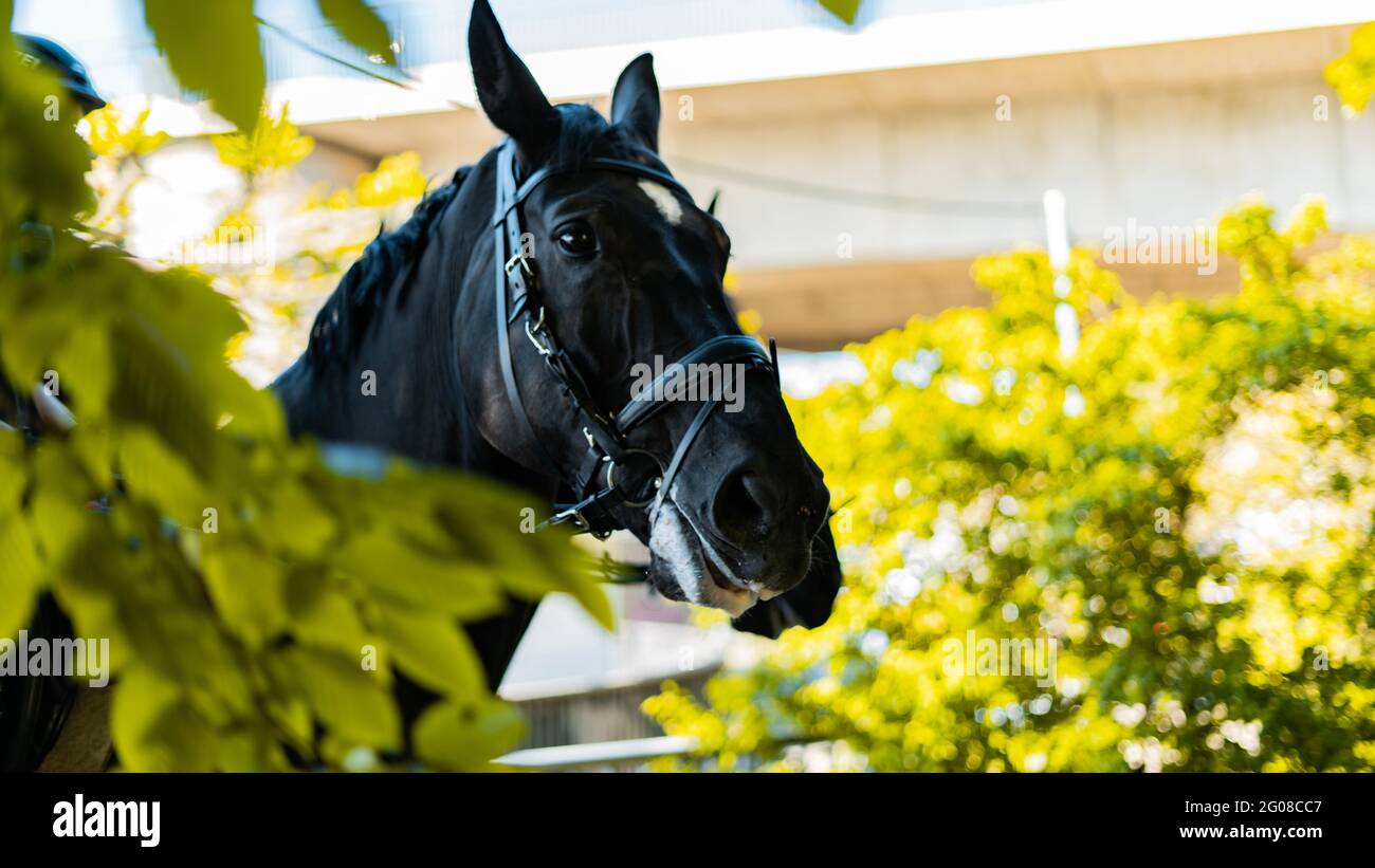 Porträt eines freundlich aussehenden holländischen Warmblut-Dressurpferdes, der über seine Schulter schaut, Glamour Sho Stockfoto