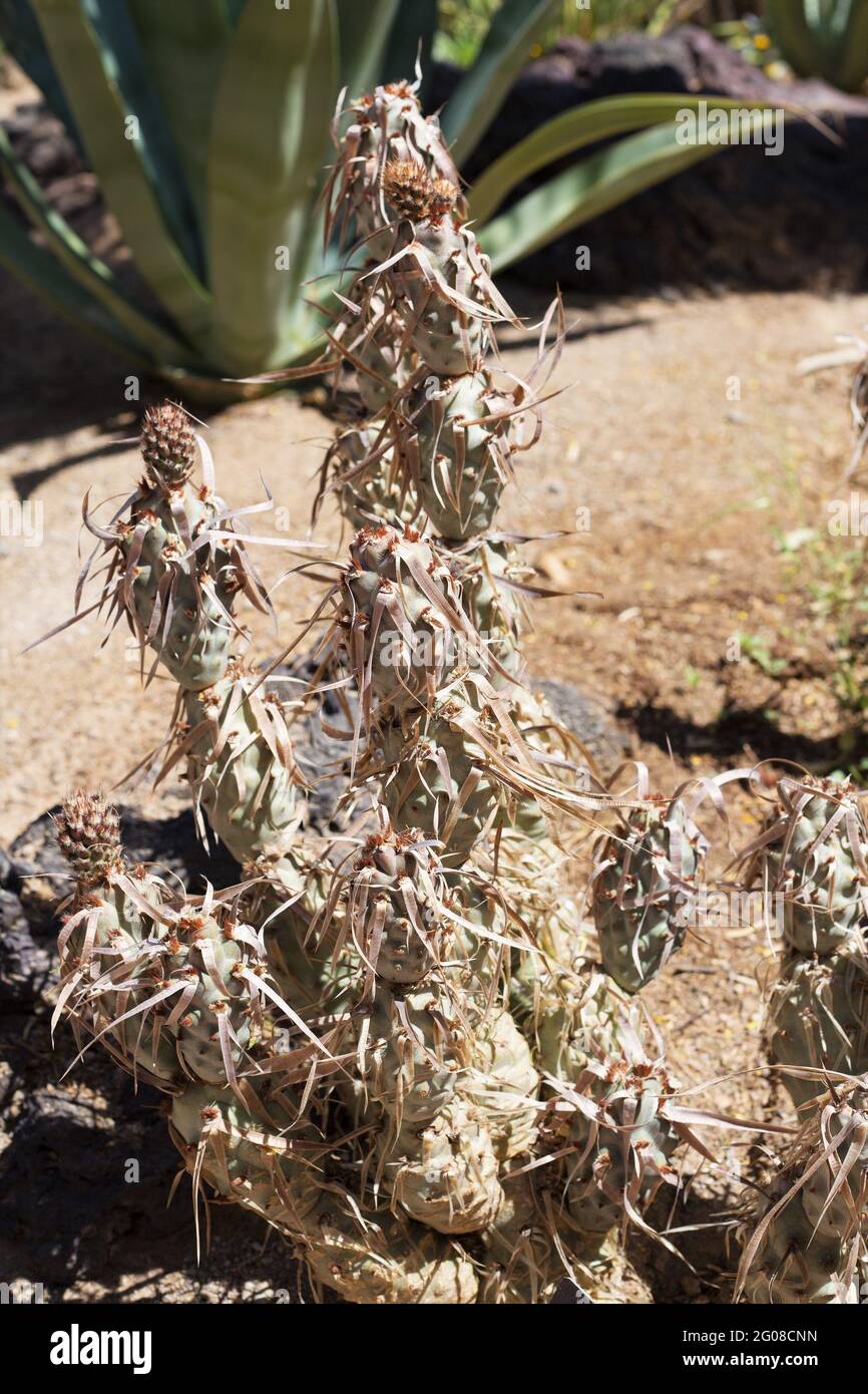 Opuntia papyracantha - Papier Wirbelsäule Kaktus. Stockfoto