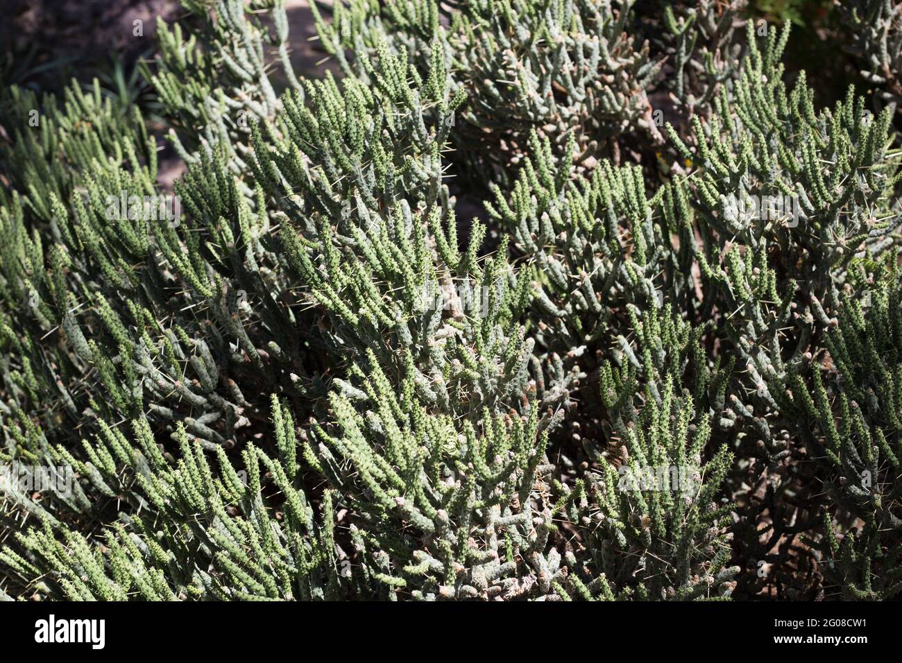 Cylindropuntia ramosissima oder Opuntia ramosissima - auch bekannt als Diamant-Cholla-Kaktus. Stockfoto