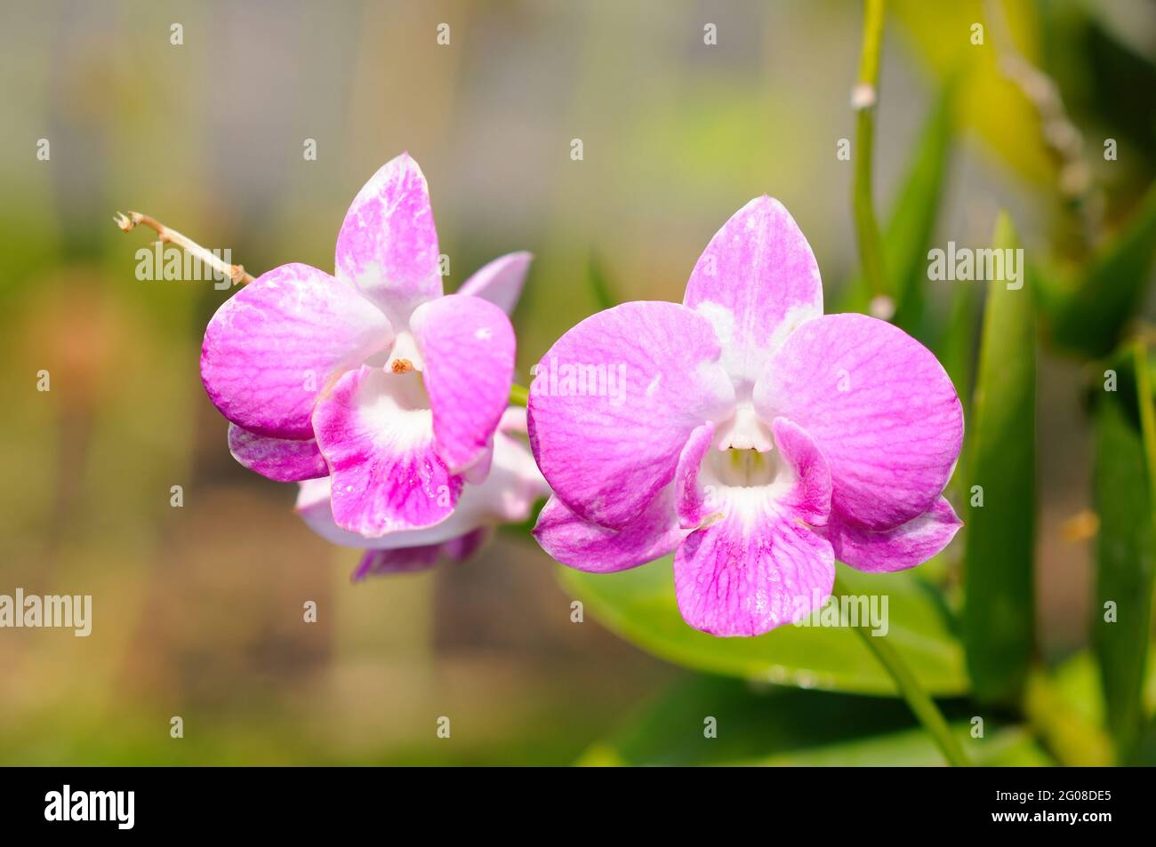 Schöne Rosa Phaleonopsis Orchideen Stockfoto