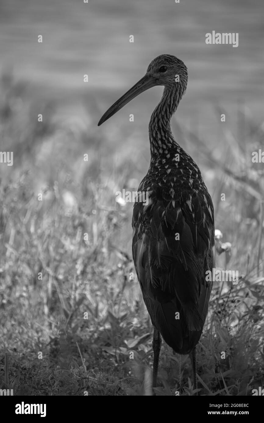 Wildtiere und Natur Säugetiere und Vögel Stockfoto