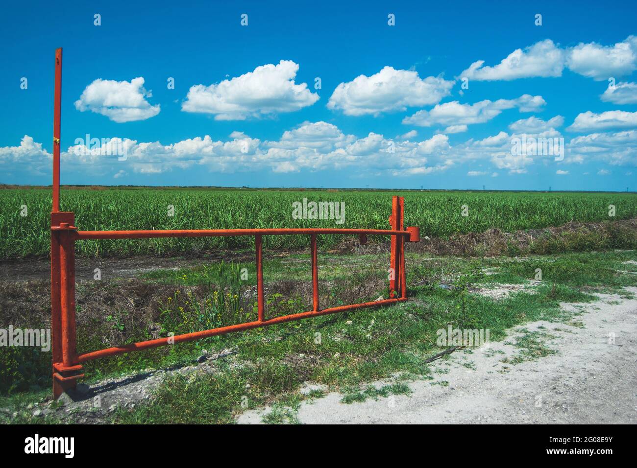 Ein orangefarbenes Tor vor einem strahlend blauen Himmel mit schönen geschwollenen weißen Wolken, die ein massives Zuckerrohrfeld in florida überblicken, das zur roten Flut beiträgt Stockfoto