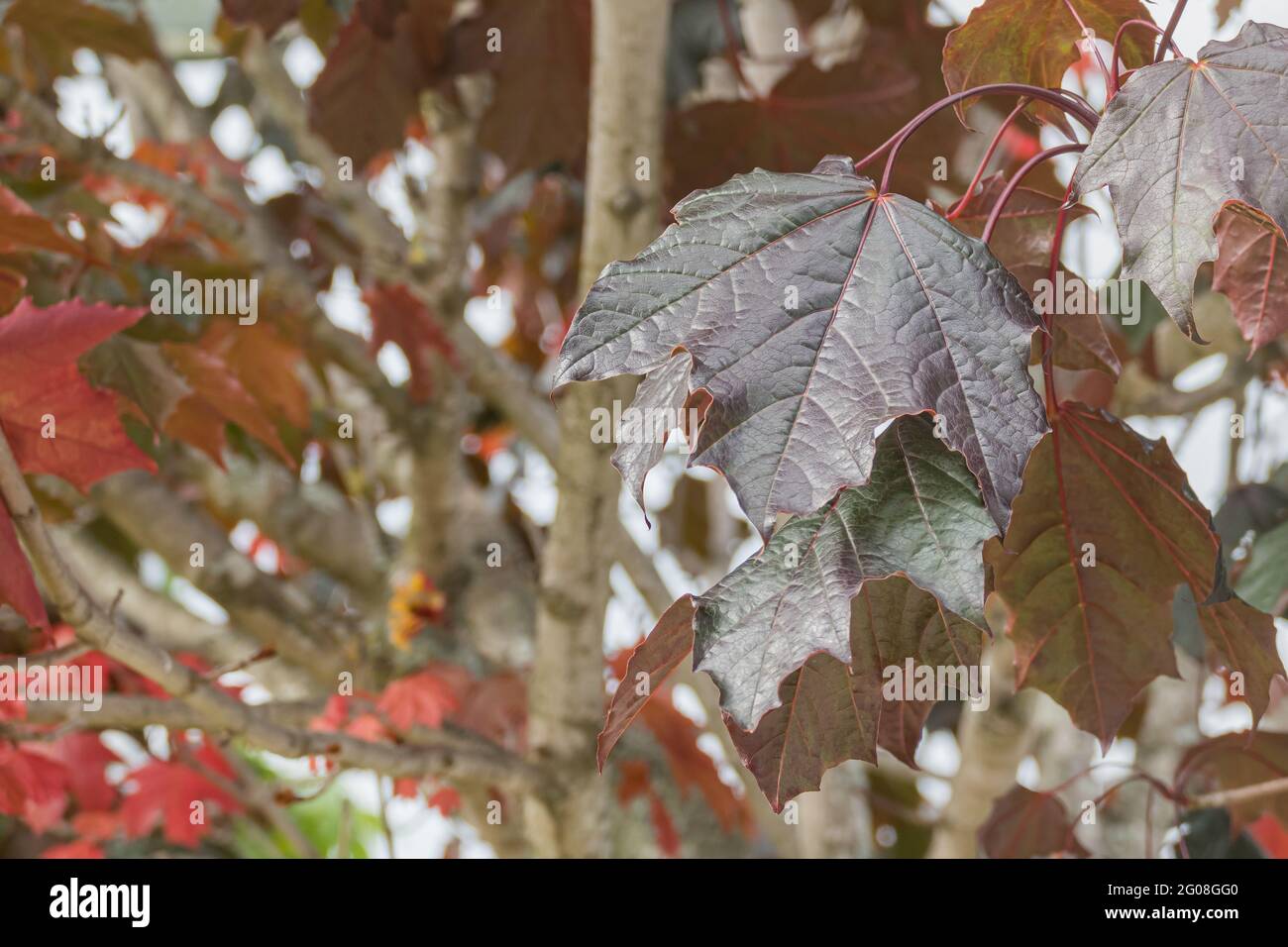 Norwegen Ahorn Crimson King Blatt wächst mit Tageslicht im späten Frühjahr im Freien Stockfoto