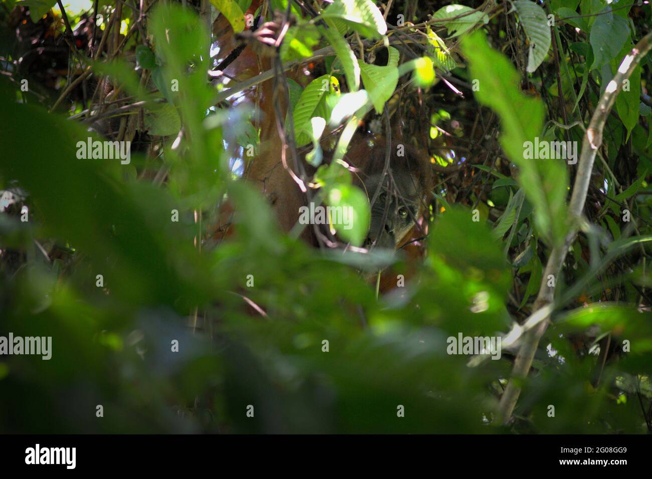 Wilder Orang-Utan starrt durch die Blätter, während er im Kutai-Nationalpark, Ost-Kalimantan, Indonesien, auf Baum-Nahrungssuche geht. Unterart Bornean orangutan (Pongo pygmaeus morio) im Nordosten. Abgesehen von Entwaldung und Wilderei bringt der Klimawandel mehr Aussterberisiko für diese endemische, vom Aussterben bedrohte Art mit sich. Höhere Temperaturen, ungewöhnliche und extreme Klimabedingungen, zum Beispiel, werden die Verfügbarkeit ihrer Lebensmittel beeinflussen. Stockfoto