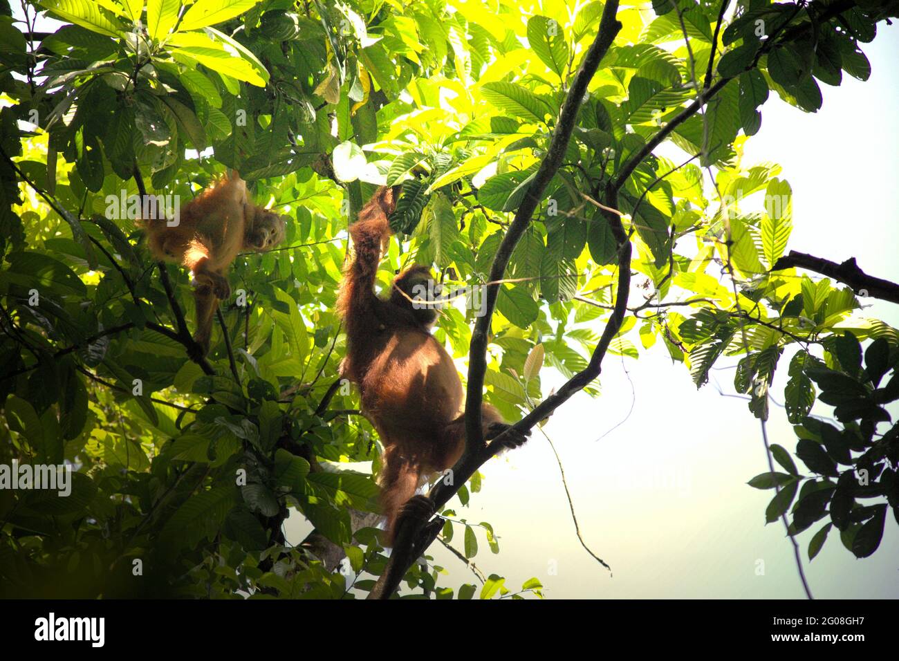 Wilde Orang-Utans forschen auf einem Baum im Kutai-Nationalpark, Ost-Kalimantan, Indonesien. Nordost-Borneo-Orang-Utan-Unterart (Pongo pygmaeus morio). Abgesehen von Entwaldung und Wilderei bringt der Klimawandel für diese endemischen, kritisch gefährdeten Arten ein größeres Aussterberisiko mit sich. Höhere Temperaturen, ungewöhnliche und extreme Klimabedingungen zum Beispiel werden die Verfügbarkeit ihrer Nahrungsmittelversorgung beeinträchtigen. Stockfoto