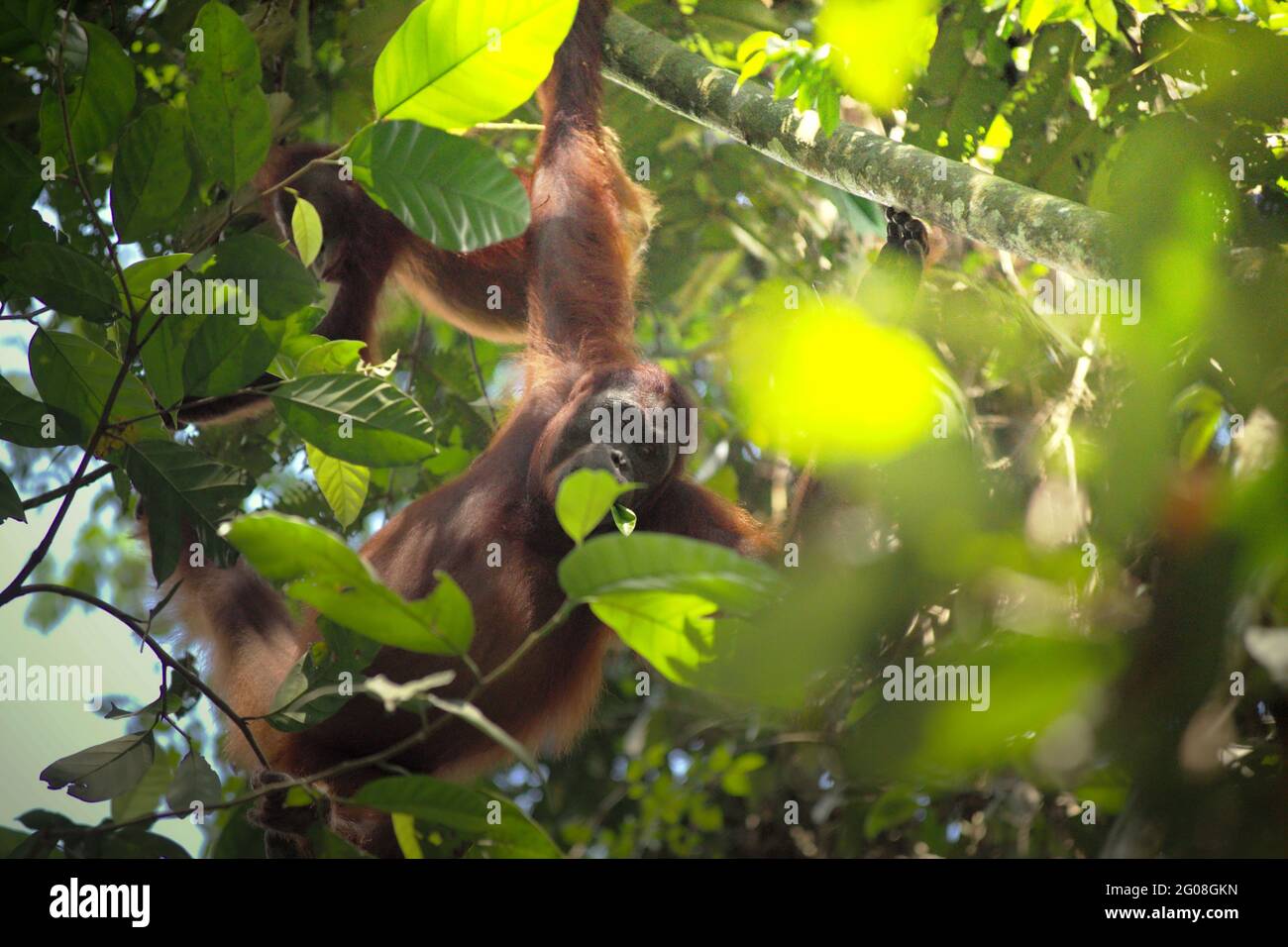 Wilde Orang-Utans im Kutai-Nationalpark, Ost-Kalimantan, Indonesien. Unterart Bornean orangutan (Pongo pygmaeus morio) im Nordosten. Abgesehen von Entwaldung und Wilderei bringt der Klimawandel mehr Aussterberisiko für diese endemische, vom Aussterben bedrohte Art mit sich. Höhere Temperaturen, ungewöhnliche und extreme Klimabedingungen, zum Beispiel, werden die Verfügbarkeit ihrer Lebensmittel beeinflussen. Stockfoto