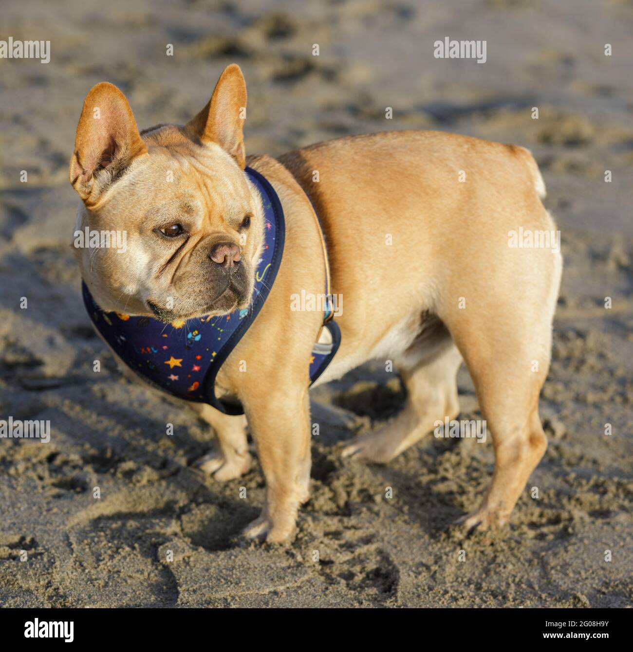 5-jährige französische Bräune, die sich am Strand befindet und einen Blick auf den Strand gibt Stockfoto