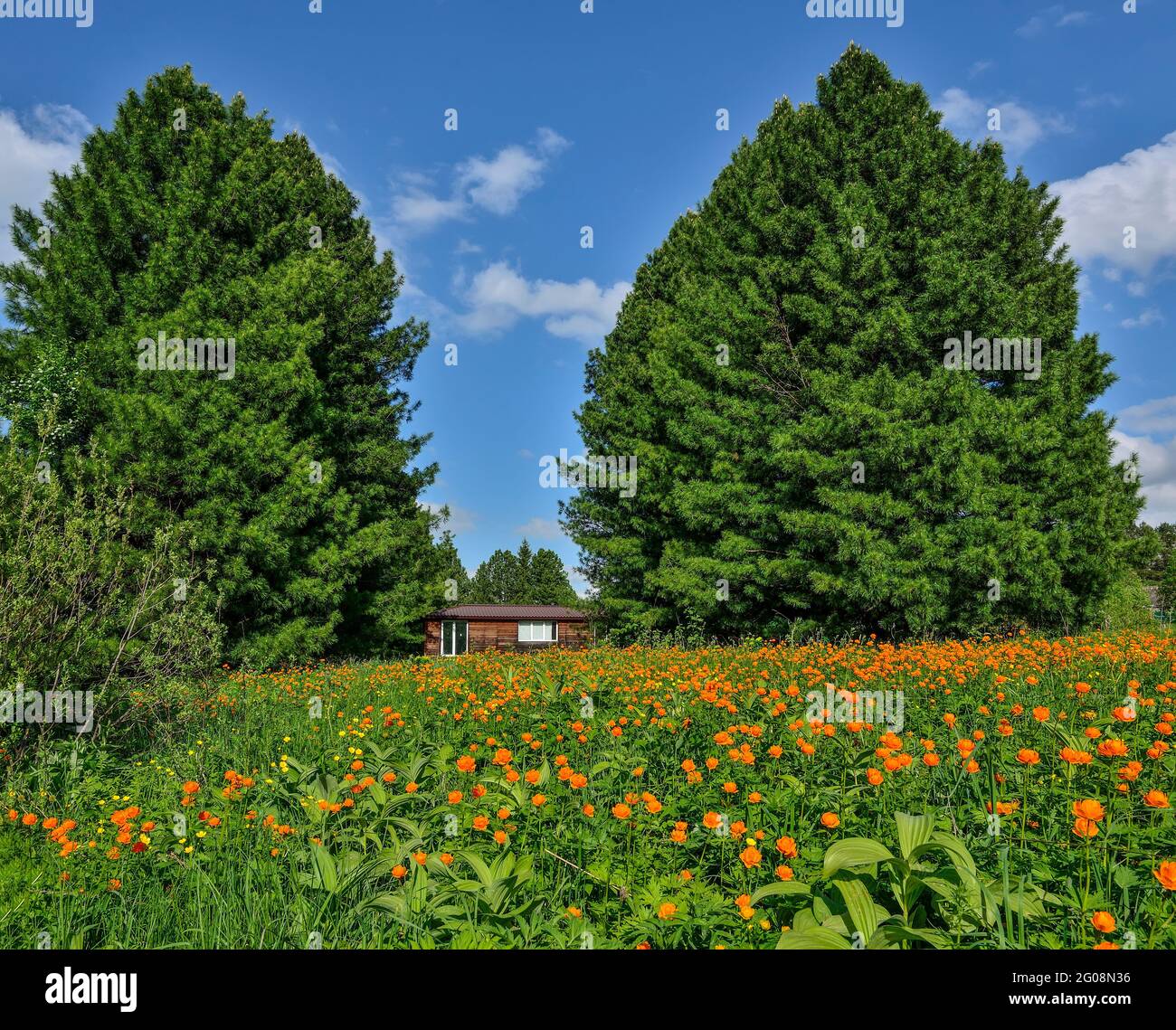 Große blühende Wiese am Rande des Nadelwaldes. Kleines Holzhaus unter riesigen Zedern im Hintergrund. Frühling idyllische Landschaft mit orangefarbenem Glob Stockfoto
