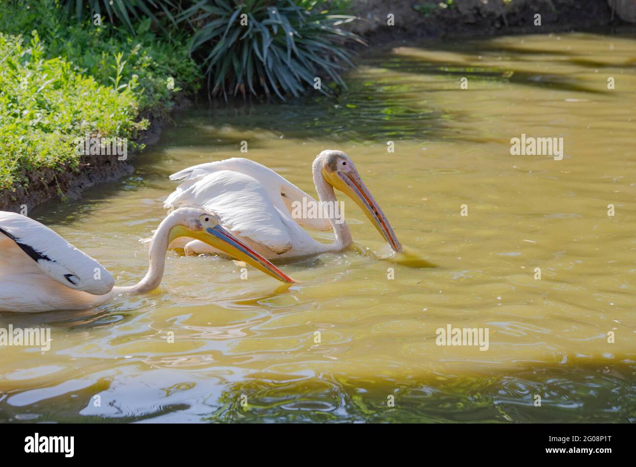 Rosa Pelikane schwimmen im See Stockfoto