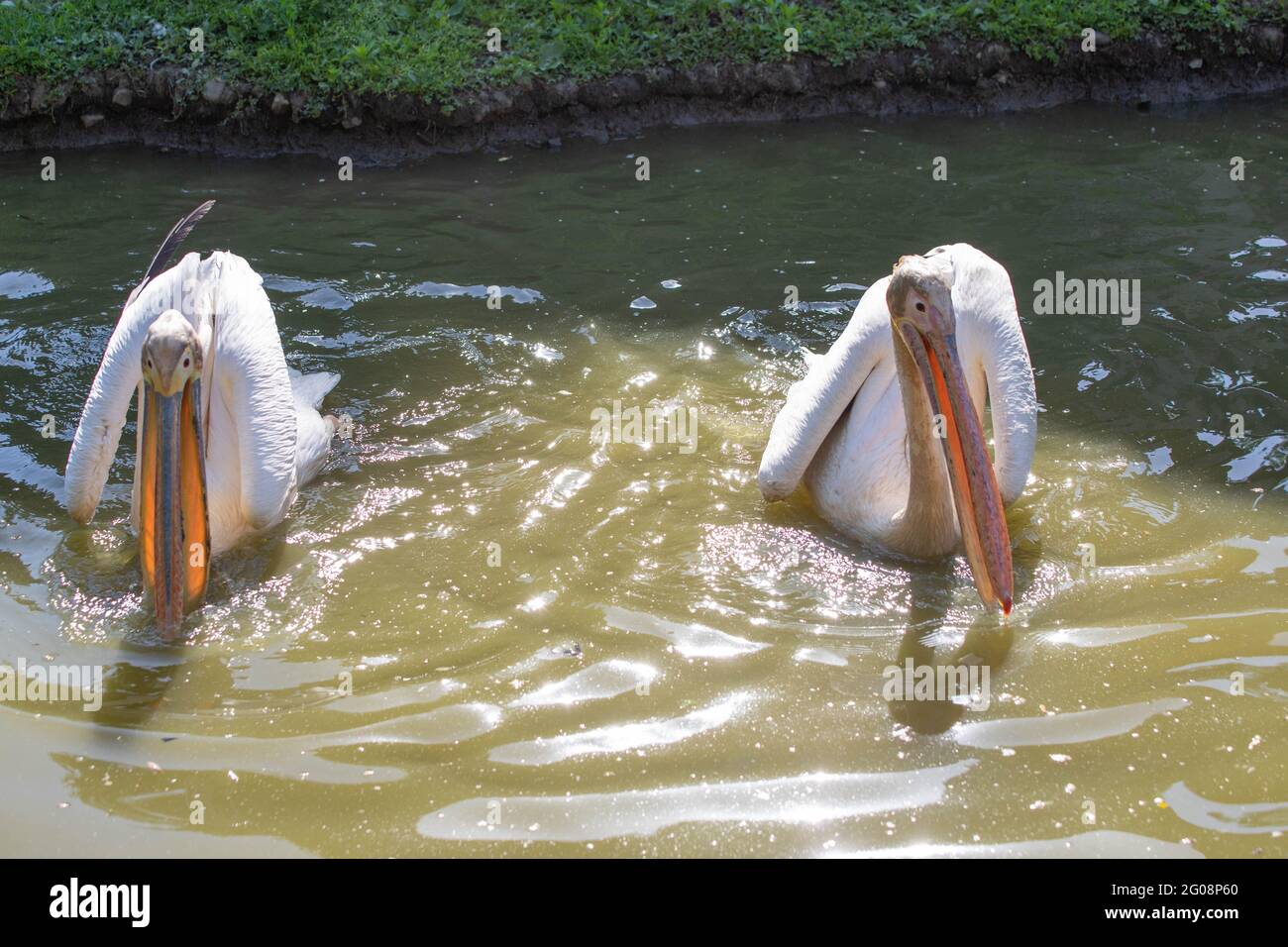 Rosa Pelikane schwimmen im See Stockfoto