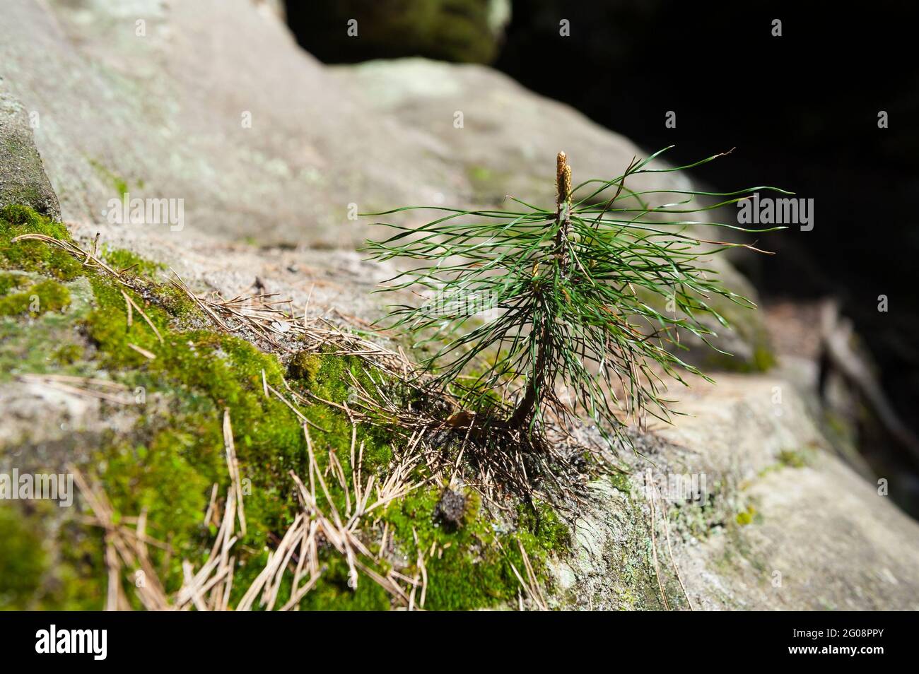 Naturschutzgebiet Skałki Piekło pod Niekłaniem, Woiwodschaft Świętokrzyskie, Polen Stockfoto