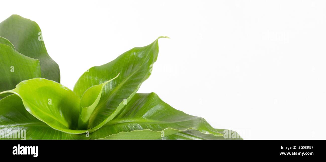 Tropische grüne dekorative Banane auf weißem Hintergrund. Home Gardening minimalistischen trendigen Konzept. Nahaufnahme Stockfoto