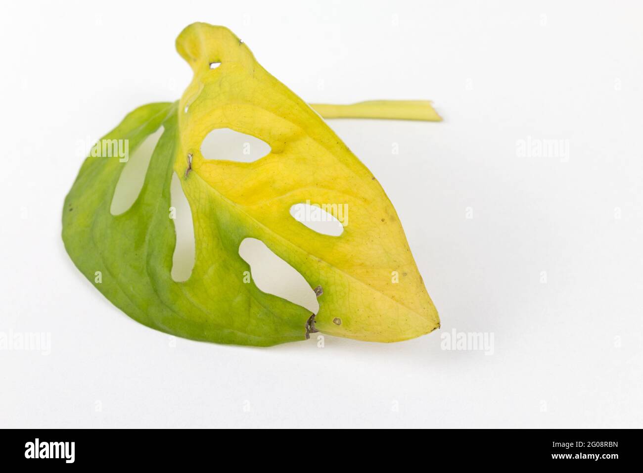 Kranke Monstera Pflanze mit gelben Blättern. Wasser oder falsche Temperatur, Gartenarbeit. Monstera-Blattkrankheiten. Stockfoto