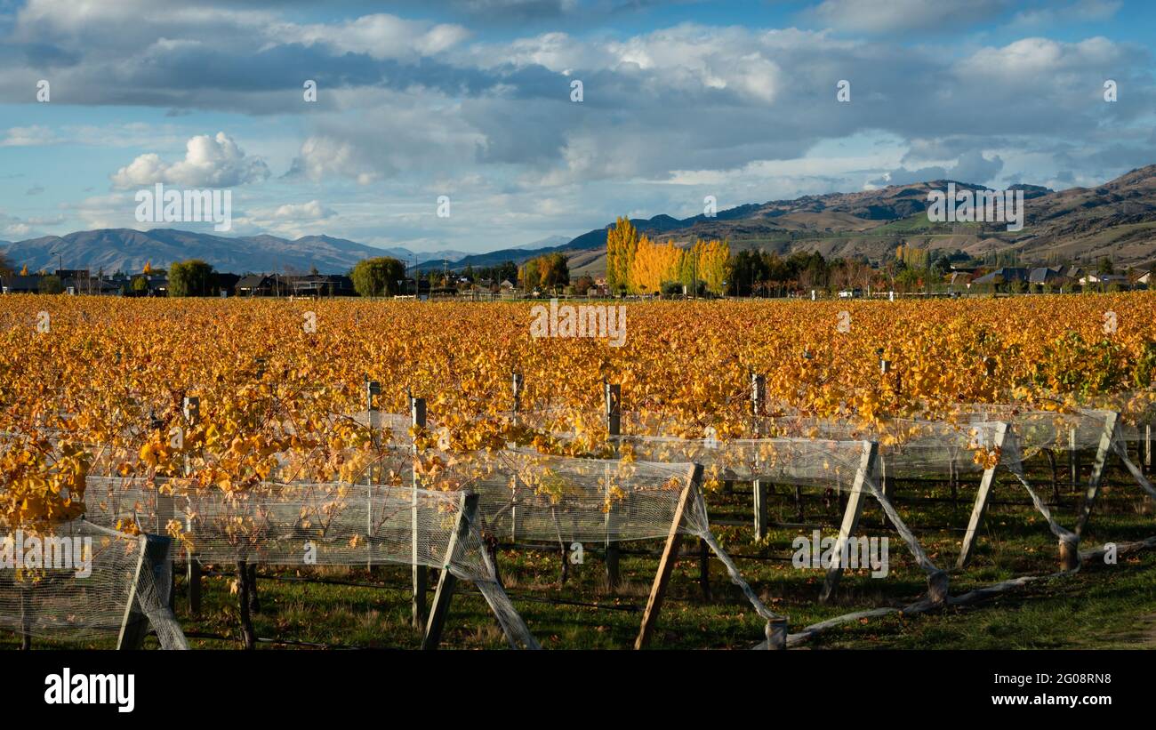 Herbstlandschaft mit goldenen Weinbergen mit Netz, Region Otago, Südinsel Stockfoto