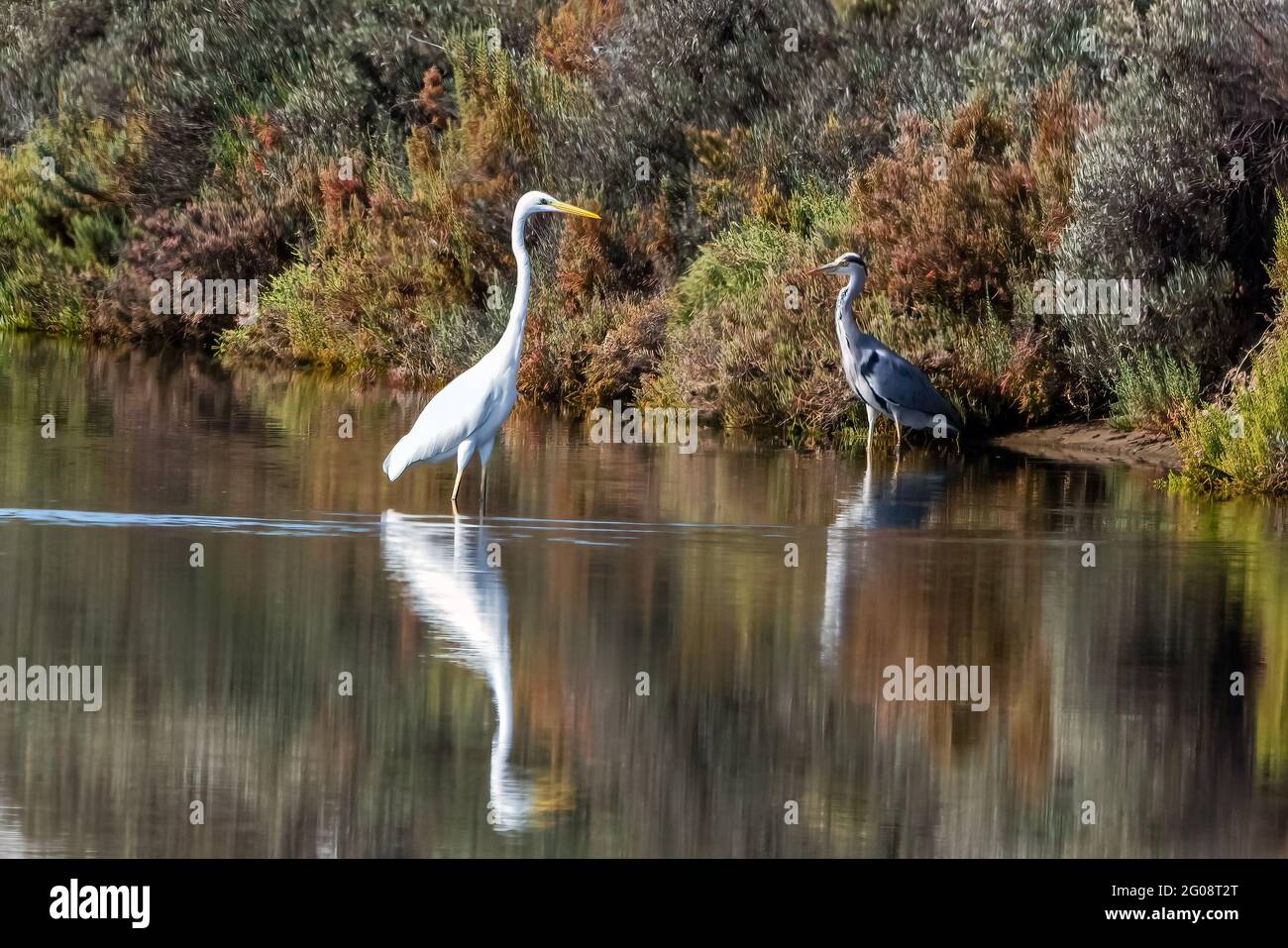 Graureiher und Silberreiher von Angesicht zu Angesicht in natürlichen Gegend bin arismas del Odiel", Andalusien, Spanien Stockfoto