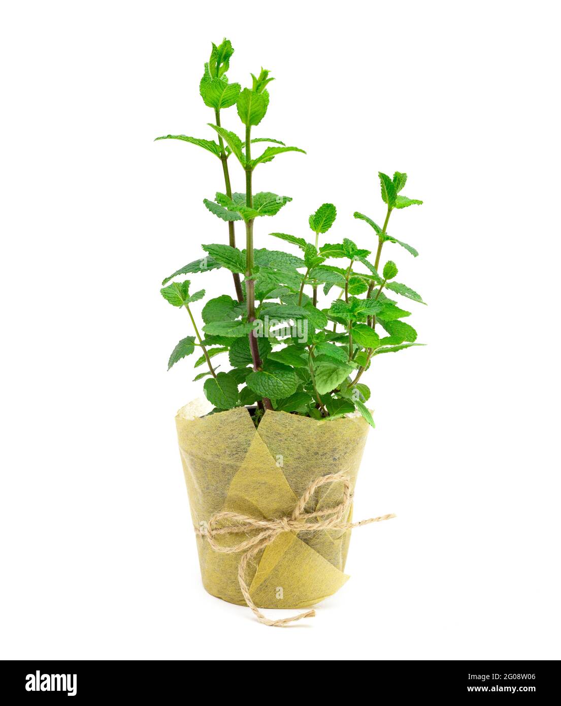 Topfpflanze mit Papier und einem Garnriegel isoliert auf weiß eingewickelt Stockfoto