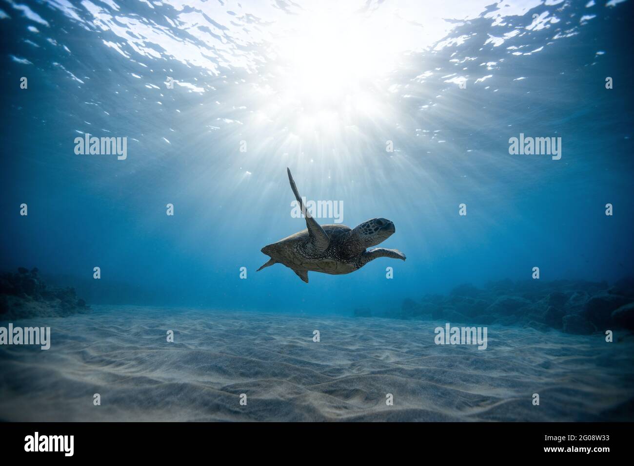 Live Turtle Stockfotos Und Bilder Kaufen Alamy