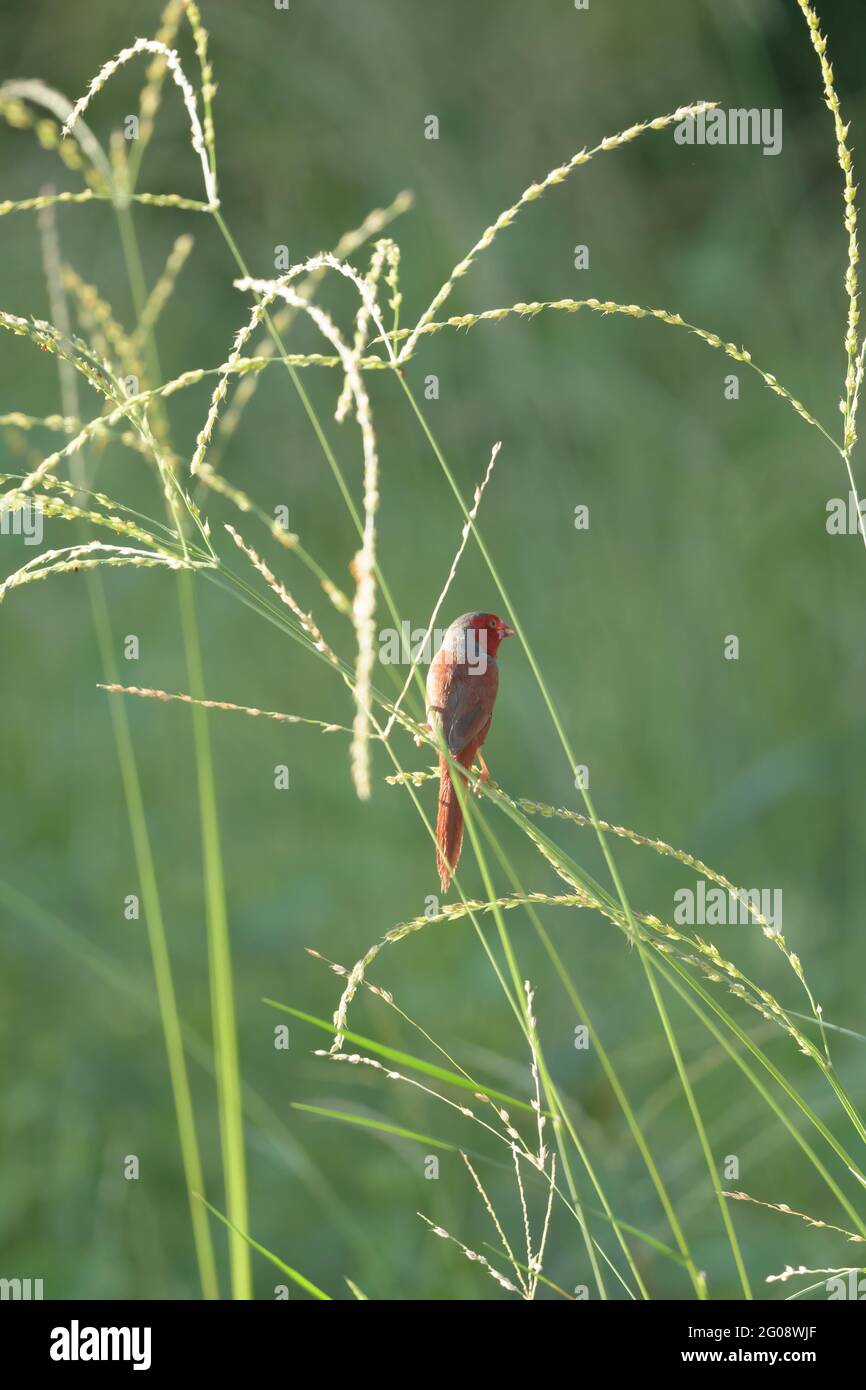 Auf dem Townsville Common, Queensland, Australien, thront ein einziger männlicher Crimson-Fink und macht sich auf der Nahrungssuche auf Grasköpfen Stockfoto