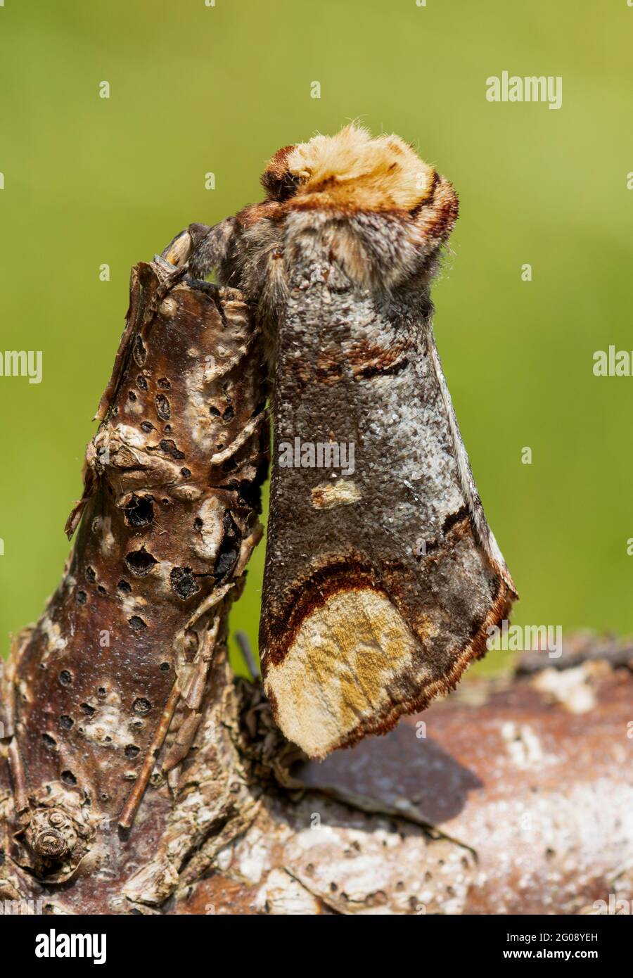 Buff-Tip-Motte (Phalera bucephala), Großbritannien, im Mai. Diese Motte ist kryptisch markiert, um einem gebrochenen Zweig zu ähneln, Tarnung Stockfoto