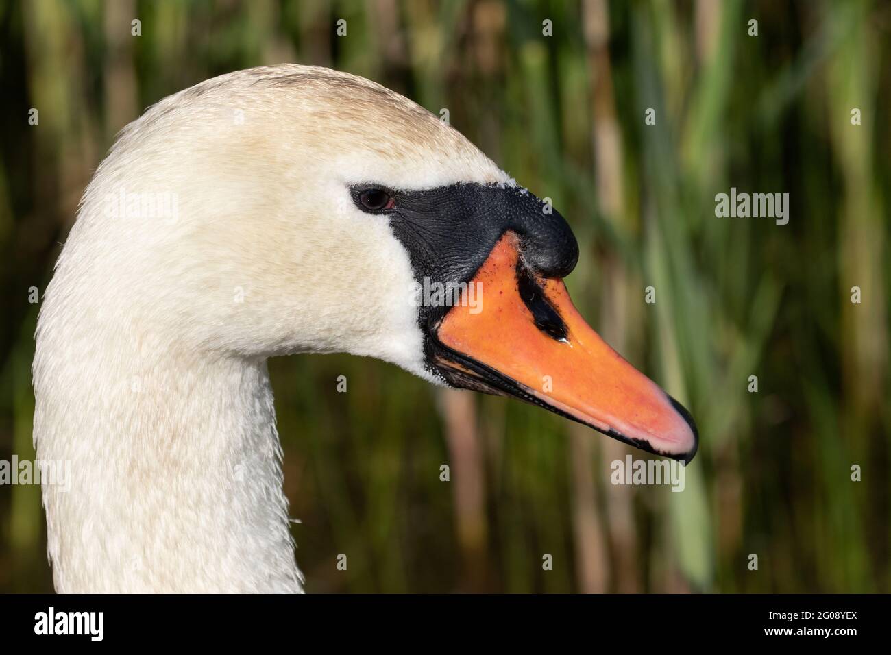 Stumm Schwan (männlich) Kopfprofil Stockfoto