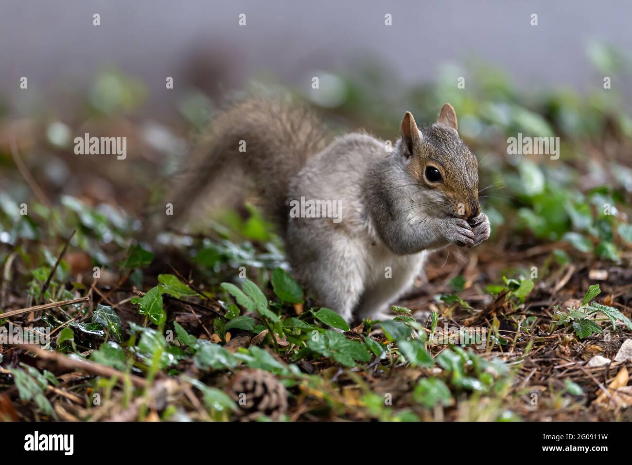 Niedliches junges Eichhörnchen Stockfoto