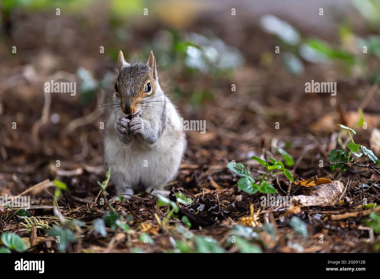 Niedliches junges Eichhörnchen Stockfoto