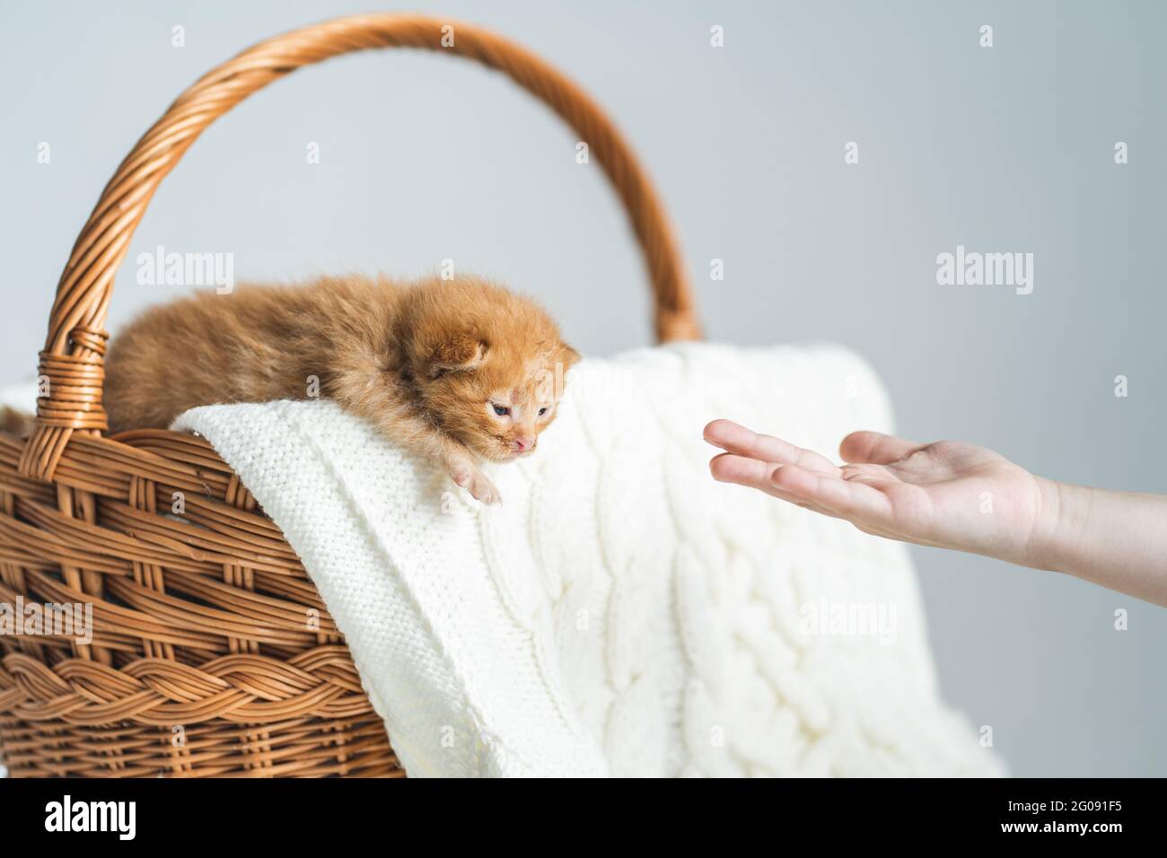 Kleines Ingwer-Mischlingskätzchen mit kaum geöffneten Augen im Weidenkorb auf weißem Wollpullover, der mit der Hand eines Menschen unterstützt wird. Adoption von Haustieren, Tierpflege Stockfoto