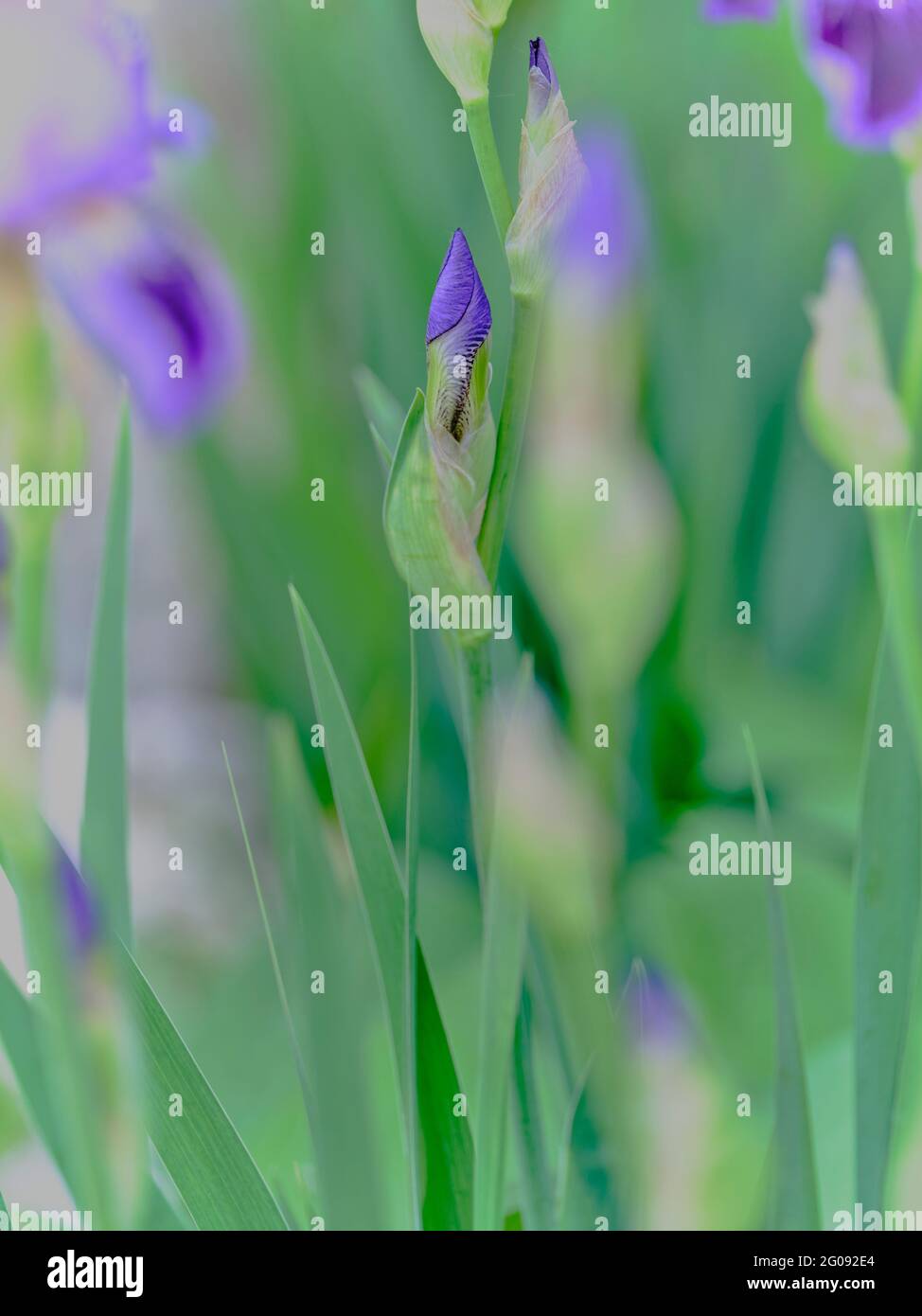 Iris Sanguinea Knospe Detail und grüne Blätter Stockfoto