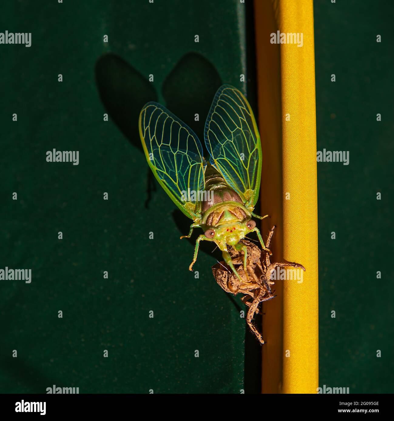 Cicada-Metamorphose. Die letzte Mauser verwandelt sich in ein ausgewachsenes Insekt. Stockfoto