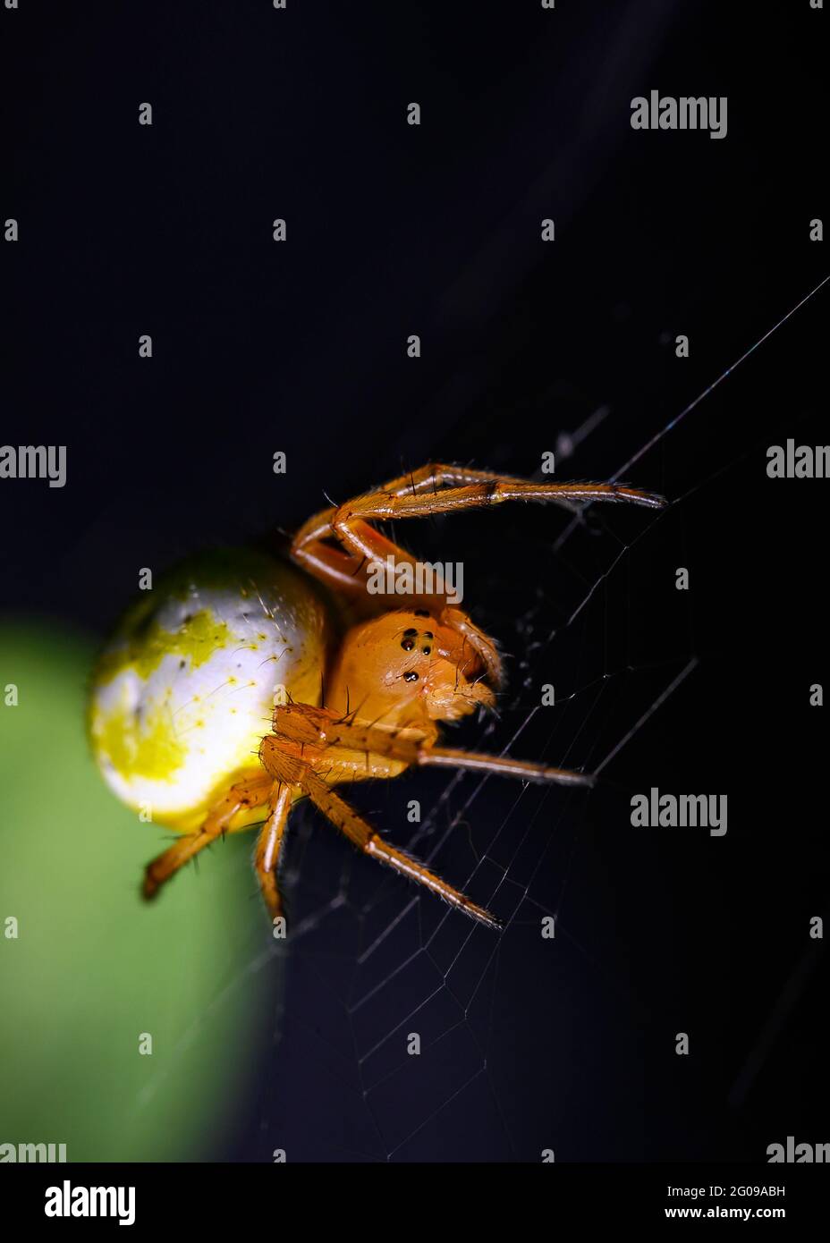 Rote Spinne im Netz Stockfoto