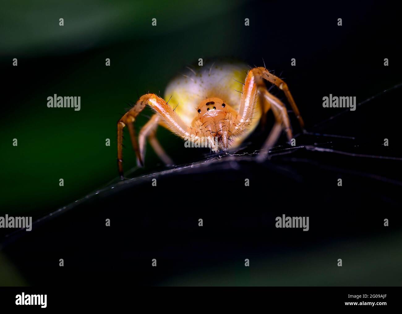 Rote Spinne im Netz Stockfoto