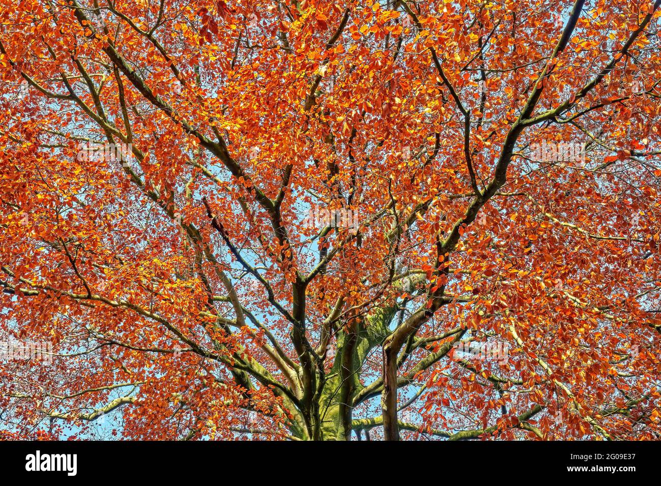 Baumkrone einer Kupferbuche (Fagus sylvatica) im Herbst. Fagus sylvatica ist ein prächtiger Baum. Stockfoto