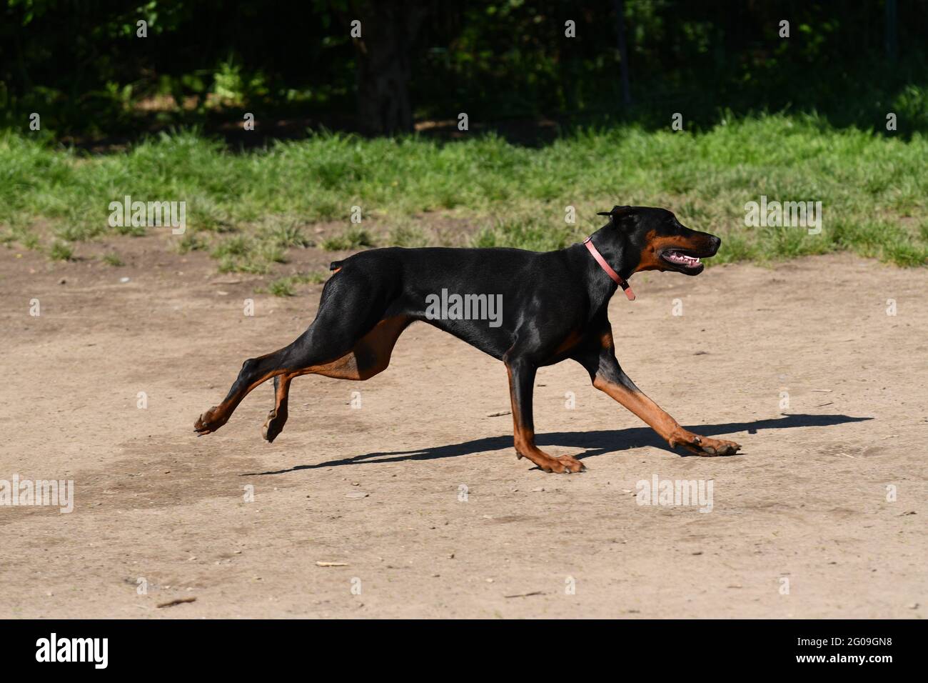 Ein schöner Dobermann läuft schnell Stockfoto