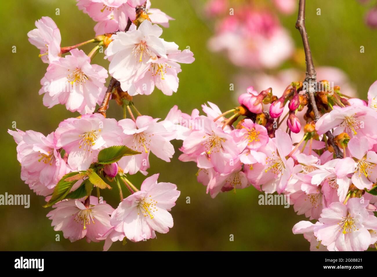 Die rosa Kirschblüten schließen die japanische Kirsche Prunus aus Stockfoto