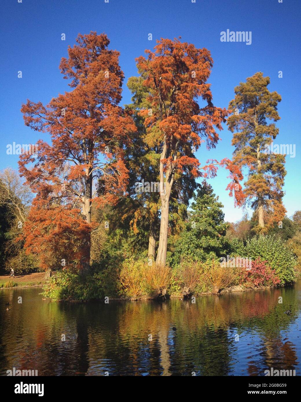 Senkrecht zu den hohen, schönen Bäumen am Seeufer im Royal Botanic Gardens, Kew Stockfoto