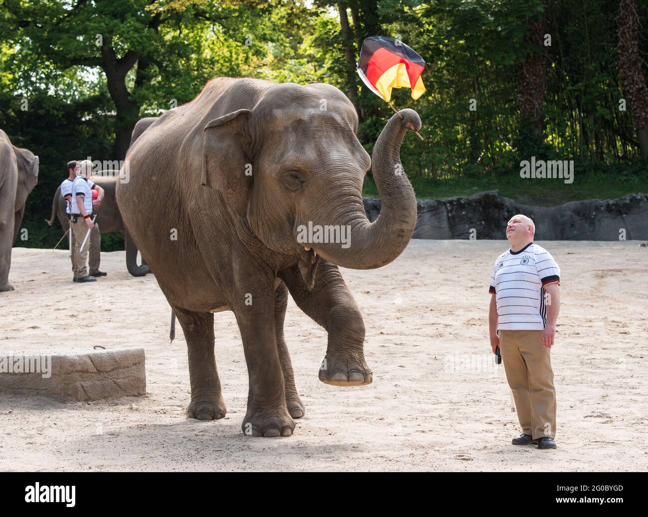 Hamburg, Deutschland. Juni 2021. Die Elefantendame Yashoda schwingt im Zoo Hagenbeck neben dem Torwart Michael Schmid eine deutsche Flagge anlässlich der bevorstehenden Fußball-Europameisterschaft. Quelle: Daniel Bockwoldt/dpa/Alamy Live News Stockfoto