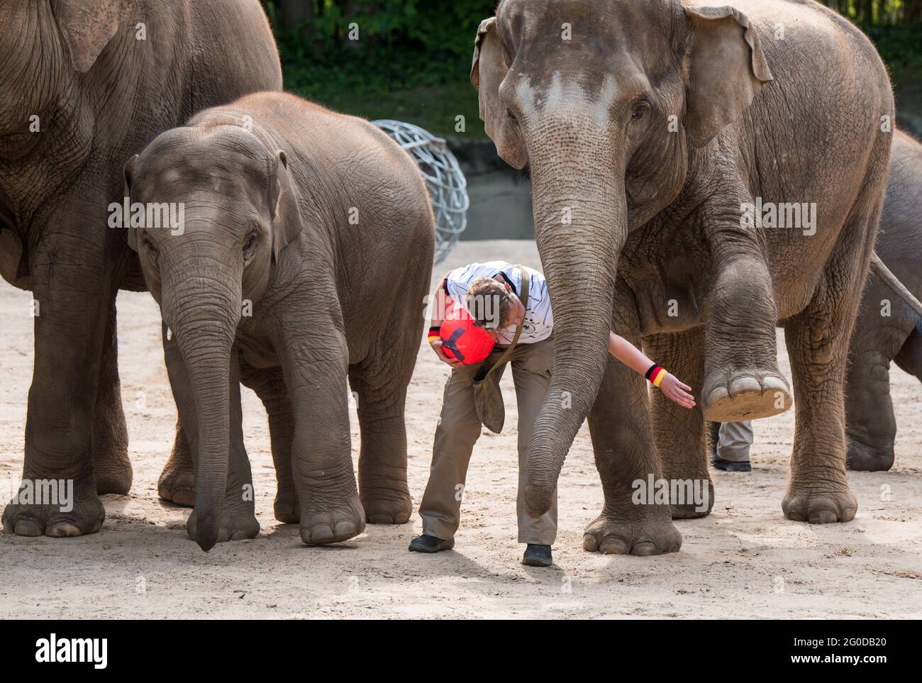 Hamburg, Deutschland. Juni 2021. Die Elefanten im Zoo Hagenbeck präsentieren ihre Fußballfähigkeiten für die kommende Fußball-Europameisterschaft und heben gleichzeitig die Füße. Quelle: Daniel Bockwoldt/dpa/Alamy Live News Stockfoto